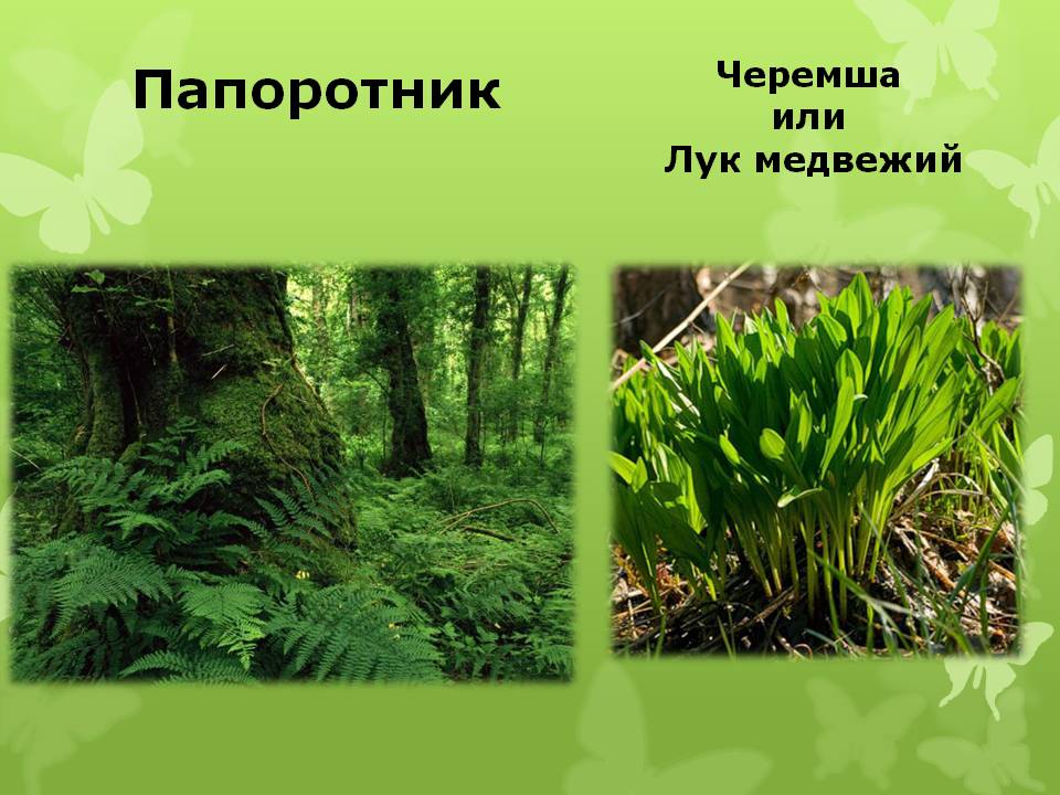 Животный и растительный мир Долинского района.